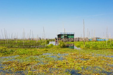 Yüzen salatalık ve Myanmar 'daki Inle Gölü' nde ahırı olan diğer sebze bahçeleri.