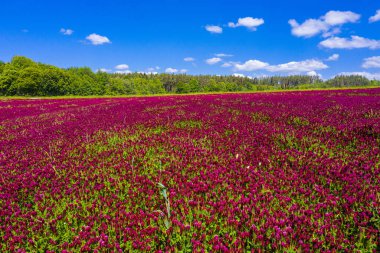 Çiçek açan kırmızı yonca tarlası (Trifolium incarnatum) ve arkasında orman