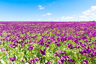 Tepedeki çiçek açan mor gelincik (Papaver somniferum) tarlası 