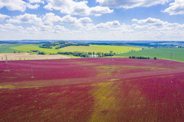 Цветущий малиновый клевер (Trifolium incarnatum) с лесом на спине