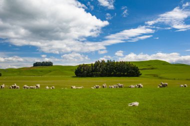 Yeni Zelanda 'da yaygın görüş - tepeler yeşil otlarla kaplı koyun sürüleriyle