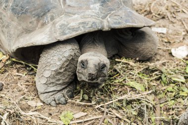 Seyşeller 'in vahşi Aldabra dev kaplumbağası (Aldabrachelys dev çay veya Geochelone dev çayı). La Digue, Seyşeller