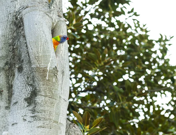 Curious Australian Rainbow Lorikeet Trichoglossus Moluccanus Tree Nest Seen Melbourne — Stock Photo, Image