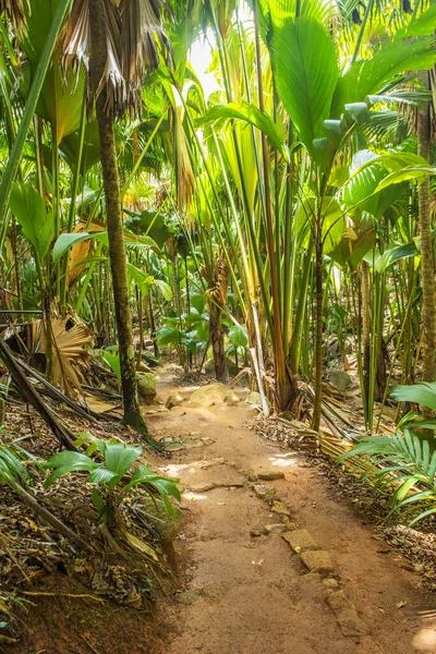 Selva Tropical Vale Mai Isla Praslin Seychelles —  Fotos de Stock