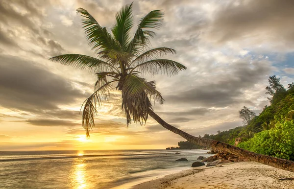 Vakker Solnedgang Havet Med Utsikt Enkelt Håndflate Den Hvite Stranden – stockfoto