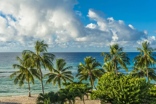 Palmer Den Vita Stranden Och Ett Turkost Hav Karibisk Barbados — Stockfoto