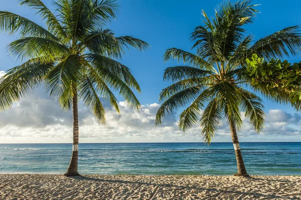 Beyaz Sahilde Palmiyeler Barbados Karayip Adasında Turkuaz Bir Deniz — Stok fotoğraf