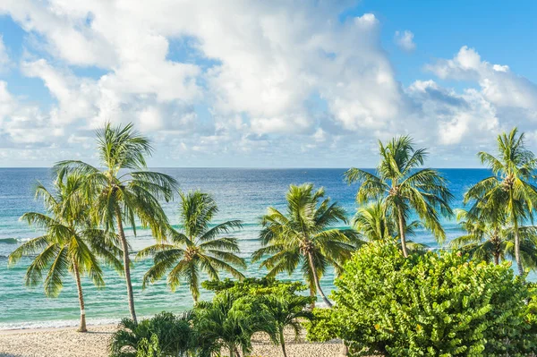 Palmer Den Vita Stranden Och Ett Turkost Hav Karibisk Barbados — Stockfoto