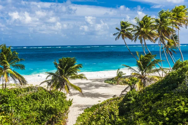 아래만은 카리브해의 바베이도스 섬에서 아름다운 해변중 하나입니다 서양의 청록색 야자나무가 — 스톡 사진