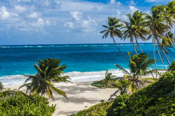 下湾是加勒比海巴巴多斯岛上最美丽的海滩之一 这是一个热带的天堂 蓝绿色的大西洋上挂着棕榈树 — 图库照片