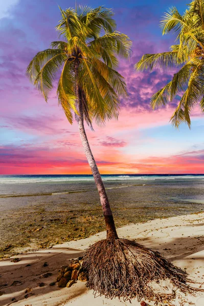 Beautiful Sunset Sea View Coconut Palms White Beach Caribbean Island — Stock Photo, Image