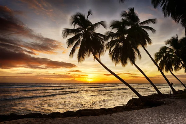 在加勒比海的一个小岛上 美丽的落日映入眼帘 鸟瞰着白沙滩上的棕榈树 — 图库照片