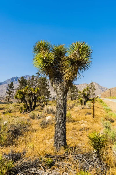 Många Joshua Träd Yucca Brevifolia Växer Den Kaliforniska Öknen Usa — Stockfoto