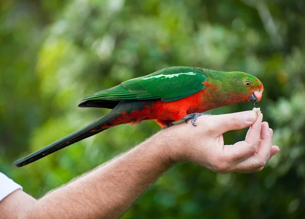 Papagaio-rei — Fotografia de Stock