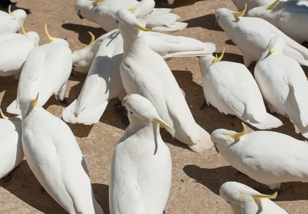 Cacatúas —  Fotos de Stock