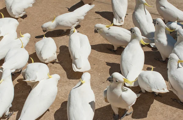 Cacatua — Foto Stock