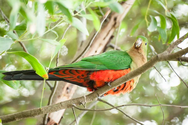 King-parrot — Stock Photo, Image