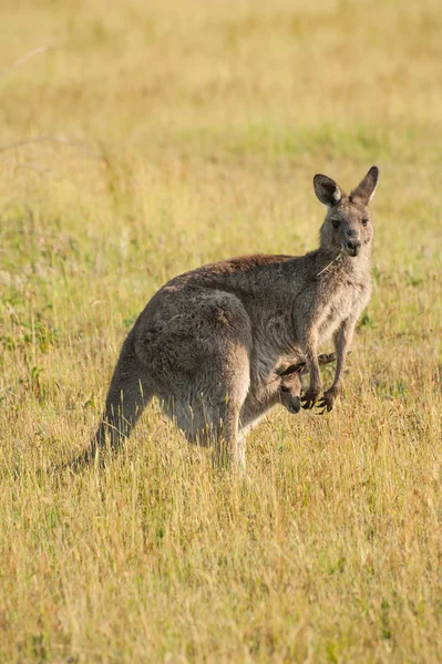 Kangoeroe — Stockfoto