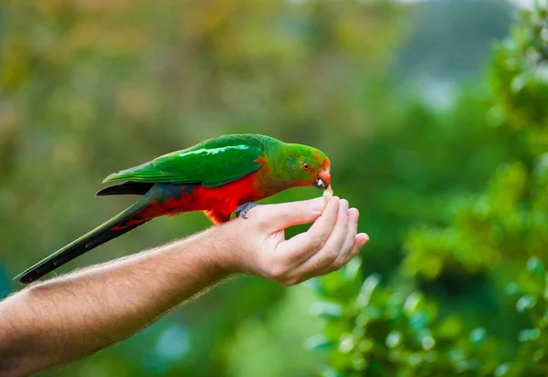 King-parrot — Stock Photo, Image