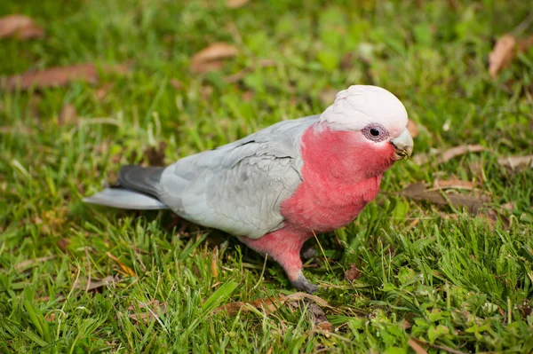 Galah cockatoo — Stok Foto