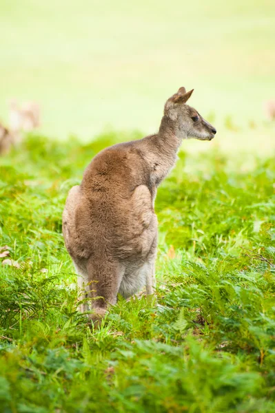 Känguru — Stockfoto