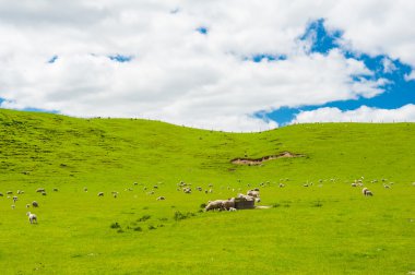 Yeni Zelanda koyun