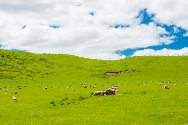 Ovinos na Nova Zelândia — Fotografia de Stock