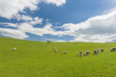 Yeni Zelanda koyun