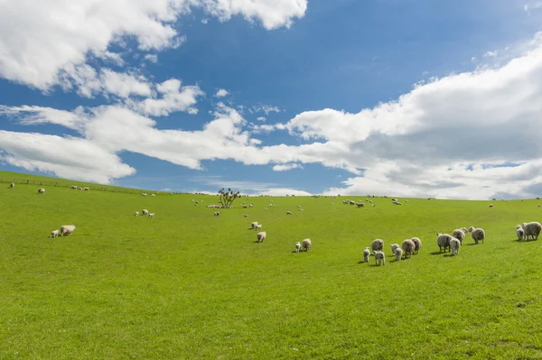 Schapen in de Nieuw-Zeeland — Stockfoto