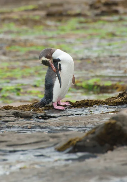 Pingüino de ojos amarillos — Foto de Stock