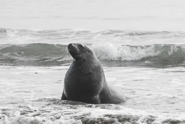 Sea Lion — Stock Photo, Image