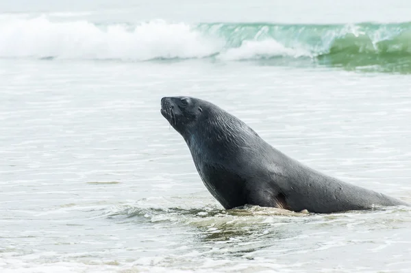 Sea Lion — Stock Photo, Image