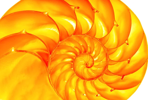 Goldener Nautilus — Stockfoto