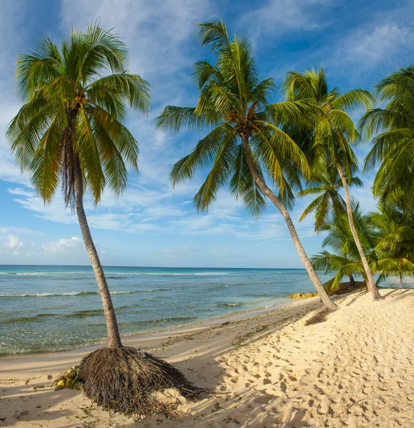 Barbados — Zdjęcie stockowe