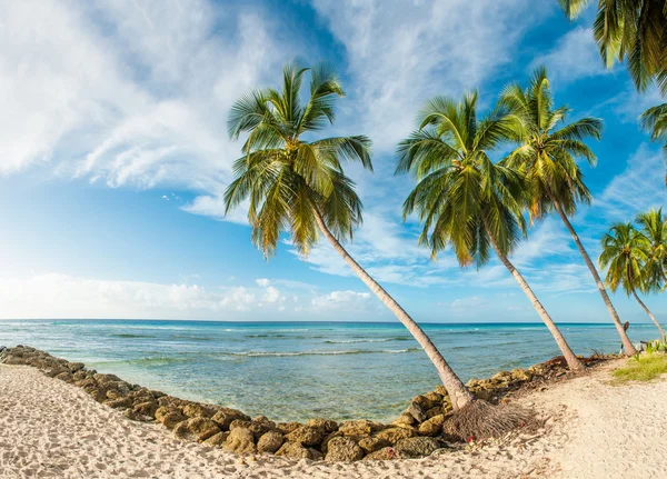 Barbados — Fotografia de Stock