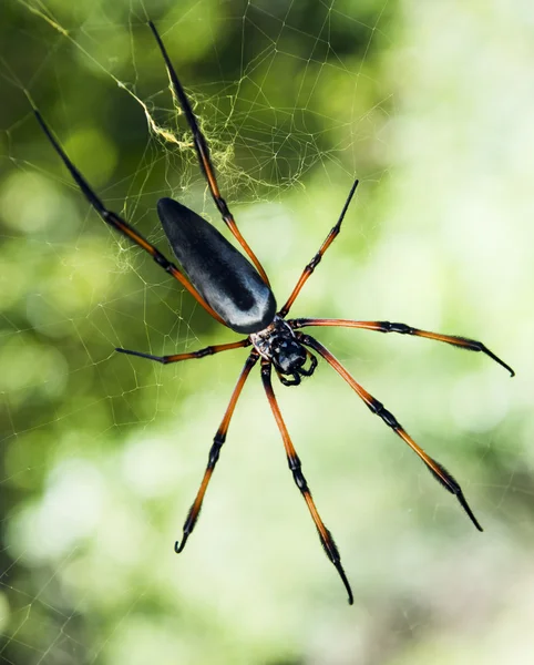 Aranha de palma — Fotografia de Stock