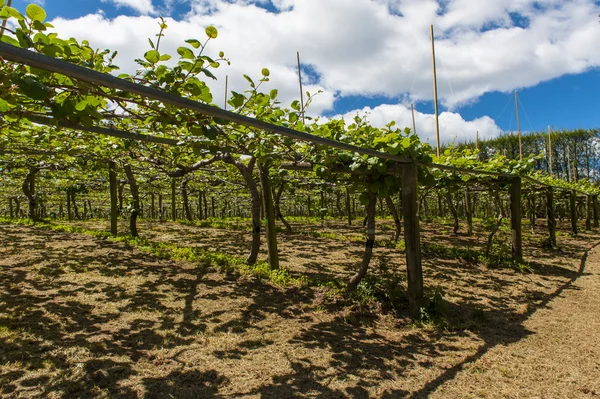 Plantación Kiwi —  Fotos de Stock