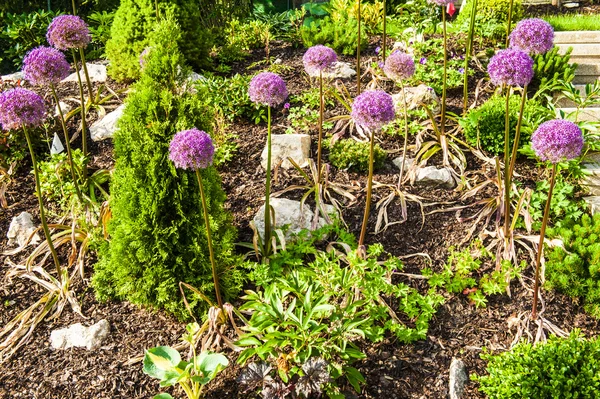 Rock garden — Stock Photo, Image