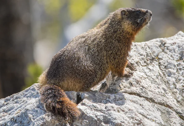 Yellow-bellied marmot — Stock Photo, Image