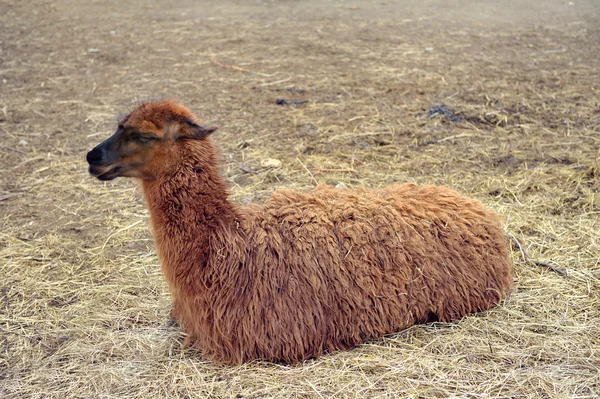 Lama — Stockfoto