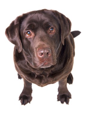 Labrador