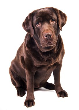 Labrador