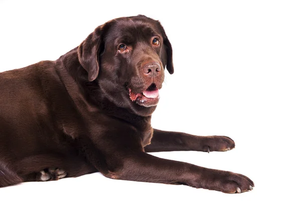 Labrador — Stockfoto