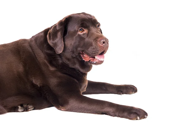 Labrador — Stockfoto