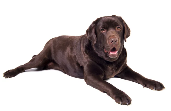 Labrador — Stock Photo, Image