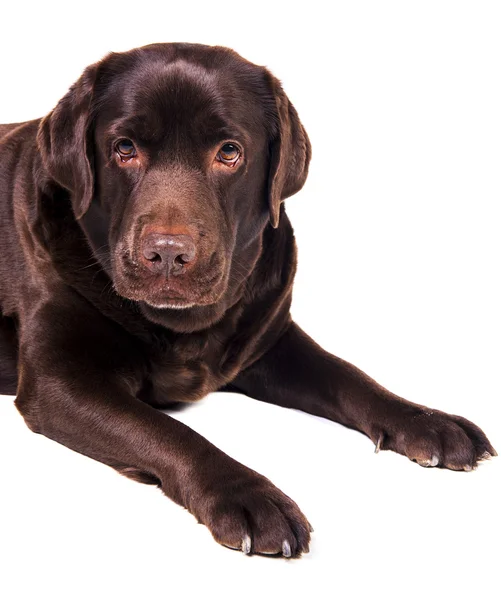 Labrador — Foto de Stock