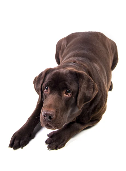 Labrador — Foto de Stock