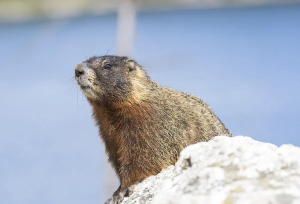 Marmota de barriga amarela — Fotografia de Stock