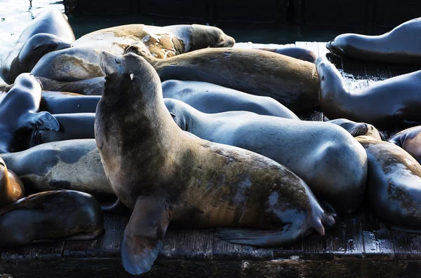 Sea Lions — Stock Photo, Image