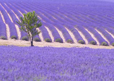 ağacı ve lavanta alan